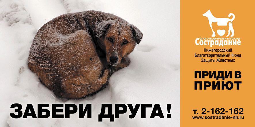 Призыв помогать животным в приюте. Реклама про бездомных животных. Социальная реклама приюта для животных. Реклама приюта для собак. Реклама приюта для бездомных животных.